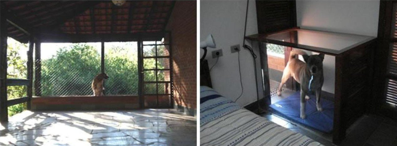 Montagem de duas fotos mostrando o sistema de canil integrado de um chalé. Na imagem da esquerda, vista da varanda externa: um cachorro está dentro de um espaço cercado por tela, adjacente à parede de tijolos do chalé. Na imagem da direita, vista de dentro do quarto: o mesmo cachorro aparece em pé sobre um colchonete azul, dentro de um nicho com fechamento de vidro, ao lado da cama. O nicho possui uma abertura que permite a passagem e o acesso direto do cão para o interior do quarto.