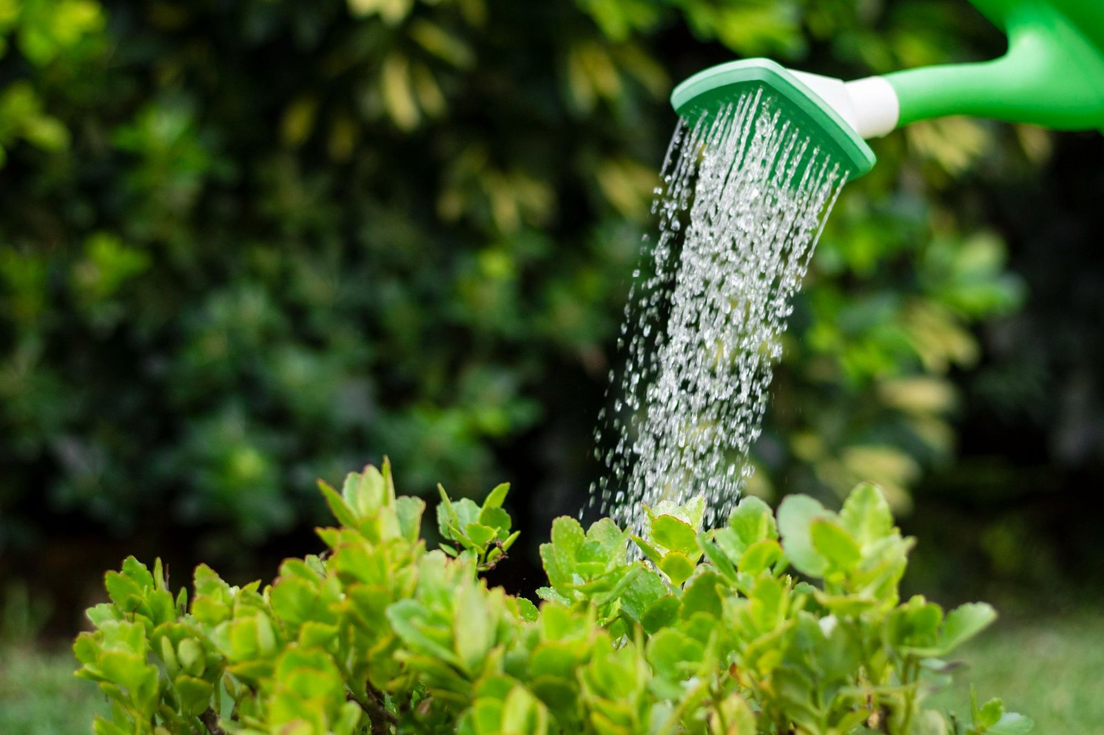 Um regador verde regando plantas em um jardim, uma das ações beneficiadas com o reaproveitamento da água em hotéis e resorts.